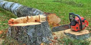 Reliable Harlem, FL Tree Care Solutions